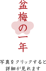 盆梅の一年 写真をクリックすると詳細が見れます